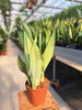 SANSEVIERIA MOONSHINE P14
