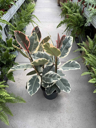FICUS ELASTICA TINAKE P27