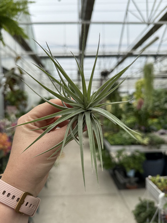 TILLANDSIA KATHY P10