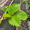 TETRASTIGMA KOSZ