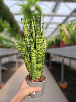 SANSEVIERIA ZEYLANICA P12