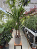 YUCCA ELEPHANTIPES P21