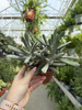 COTYLEDON OCTOPUS P12
