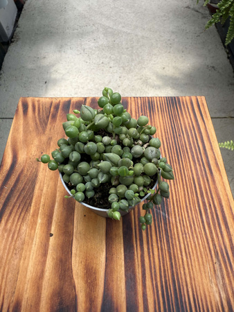 SENECIO ROWLEYA P6