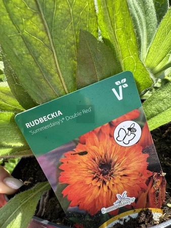 RUDBECKIA SUMMERDAISY'S DOUBLE RED C3