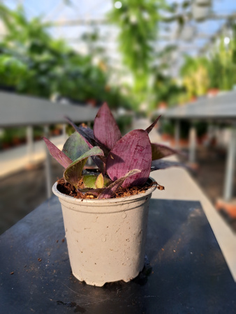 TRZYKROTKA PURPUROWA P9