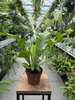PAPROĆ ASPLENIUM NIDUS P12