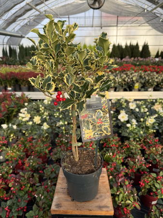 OSTROKRZEW KOLCZASTY ARGENTEA MARGINATA NA PNIU P15