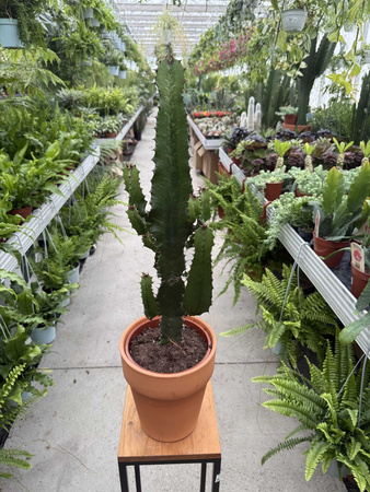 EUPHORBIA TRIGONA P18