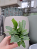 PAPROĆ PLATYCERIUM BIFURCATUM P6