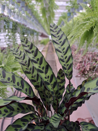 CALATHEA LANCIFOLIA P14