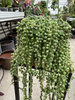 SENECIO ROWLEYA P14