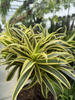 DRACENA REFLEXA SONG OF INDIA P21