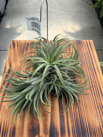 TILLANDSIA TRIO P10