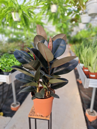 FICUS ELACTICA ABIDJAN P24