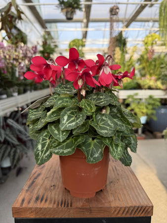 CYCLAMEN RÓŻOWY P10
