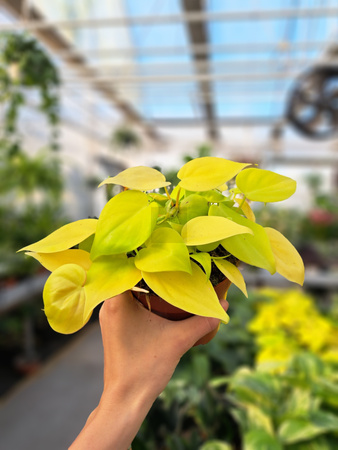 PHILODENDRON SCANDENS MICANS LIME P12