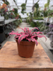 CRYPTANTHUS ZONANTUS P9
