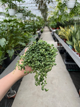 SENECIO ROWLEYA P10,5
