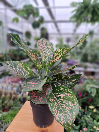 AGLAONEMA PINK LEOPARD P12