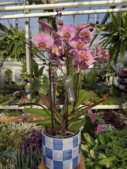 PHALENOPSIS MARVELLOUS RÓŻ NAKRAPIANY P17