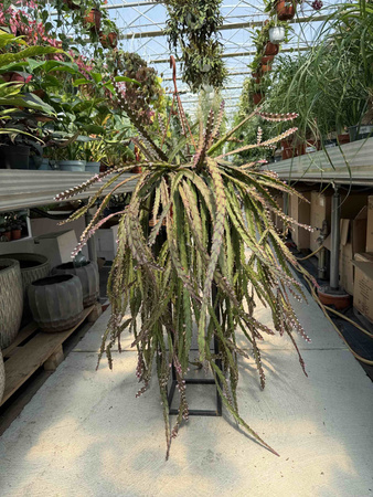 LEPISMIUM CRUCIFORME ROJO P20