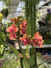 PHALENOPSIS ANTHURA BOLZANO P9
