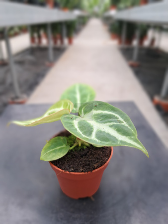 ANTHURIUM SILVER BLUSH P6