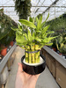 DRACENA LUCKY BAMBOO P9
