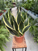 SANSEVIERIA BLACK GOLD P17