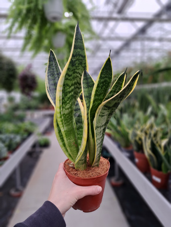 SANSEVIERIA FUTURA SUPERBA P12