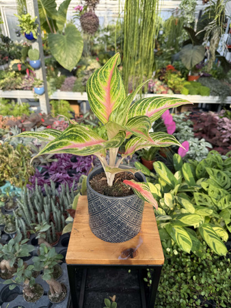 AGLAONEMA EYECATCHER P12
