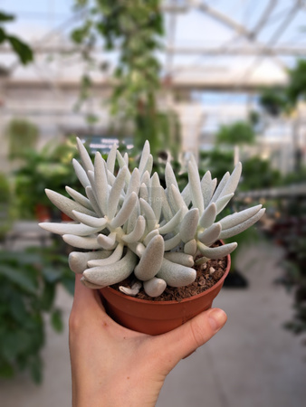 SENECIO MOUNT BLANC P10