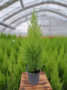 CYPRYSIK GOLDCREST WILMA P10,5