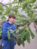 SCHEFFLERA AMATE P19