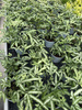 PAPROĆ PTERIS ALBOLINEATA P13