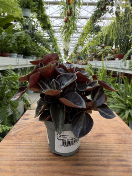 PEPEROMIA COLOMBIANA P6