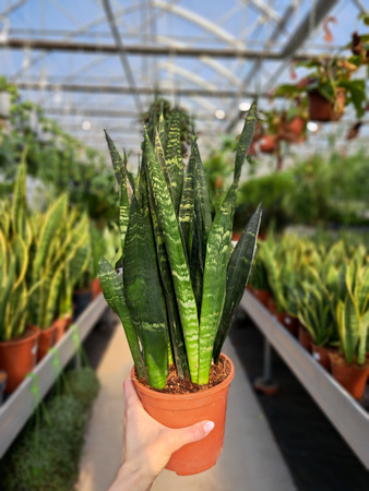SANSEVIERIA BLACK CORAL P14