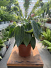 PEPEROMIA VANILLA P12