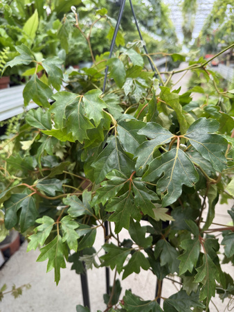 CISSUS ELLEN DANICA P19