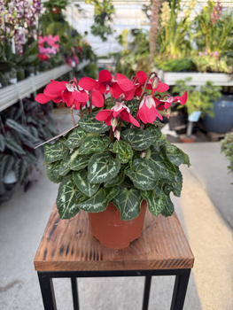 CYCLAMEN RÓŻOWY P10