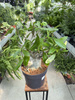 ADENIUM ARABICUM P24