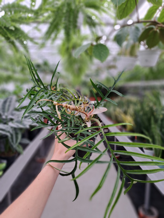 PHILODENDRON THORTUM P12