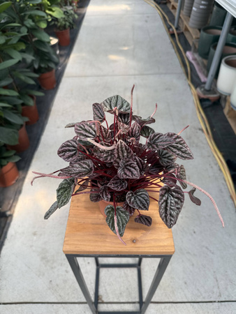 PEPEROMIA CAPERATA ROSEBURGUNDER P11