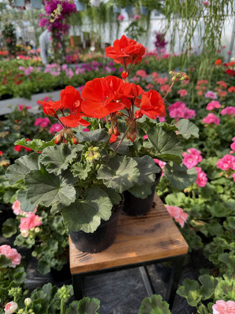 PELARGONIA STOJĄCA JASNOCZERWONA ZESTAW 6 SZTUK