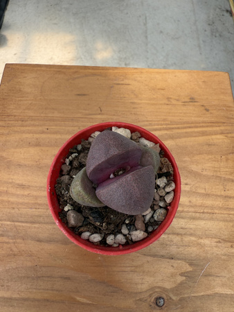 LITHOPS PLEIOSPILOS NEL P6