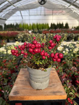 GOLTERIA CHILIJSKA -  CZERWONA