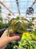 BEGONIA AMPHIOXUS P6