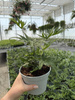 PAPROĆ DORYOPTERIS PEDATA P13