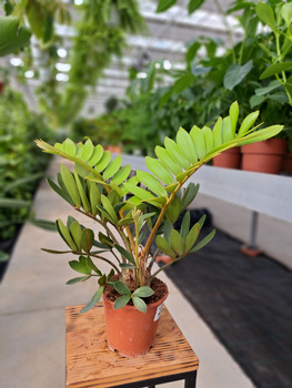 ZAMIA FURFURCEA - SAGOWIEC JAMAJSKI P12